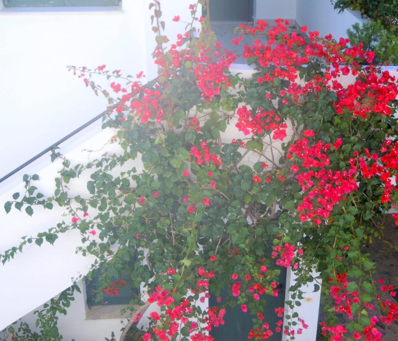Palemilos Apartments Elounda Exterior foto